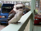 Kalle Kookaburra 